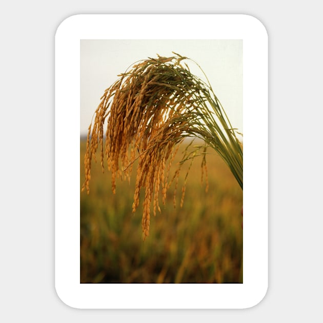 Long Grain Rice Sticker by Bravuramedia